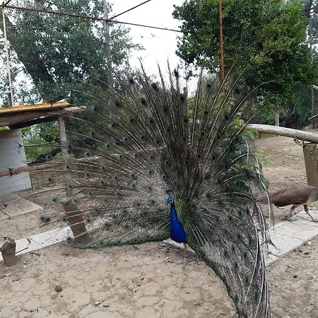 和平母亲绿洲住宿加早餐旅馆 住宿加早餐酒店 4*