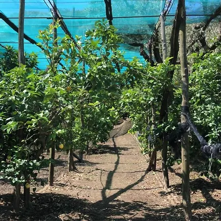 和平母亲绿洲住宿加早餐旅馆 4* 索伦托