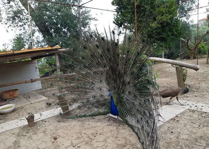 Oasi Madre Della Pace Отель типа 