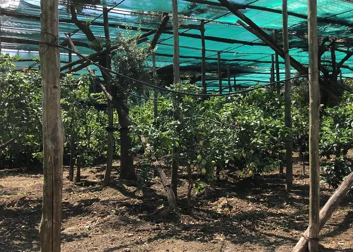 Oasi Madre Della Pace Panzió Sorrento