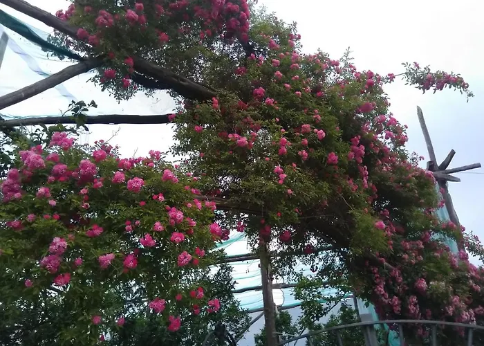 Oasi Madre Della Pace Отель типа 