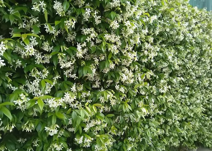 Oasi Madre Della Pace 4* Сорренто