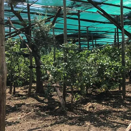 Oasi Madre Della Pace فندق مبيت وإفطار سورينتو