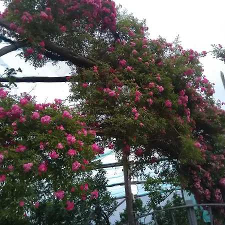 Oasi Madre Della Pace فندق مبيت وإفطار 4*