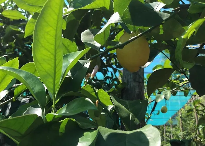 Bed & Breakfast Oasi Madre Della Pace 4*