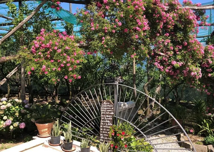 Bed & Breakfast Oasi Madre Della Pace Sorrento